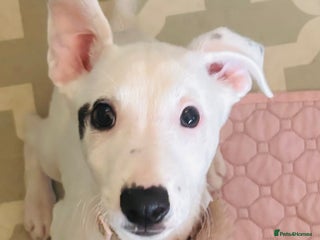 Mixed Breed dogs - Advert 29