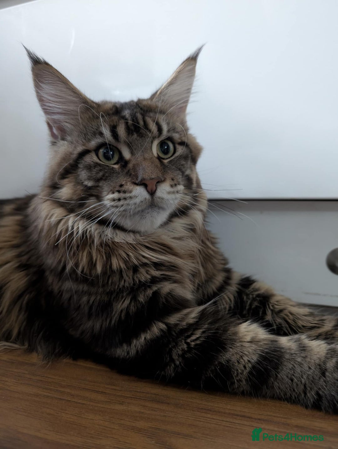 Maine Coon cats for sale: Active Maine Coon Tabby Boy Available  - Advert 5