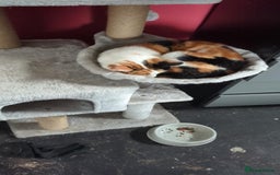 Domestic Shorthair cats for sale: Looking to re-home my nearly 5 year old female cat - Image 2