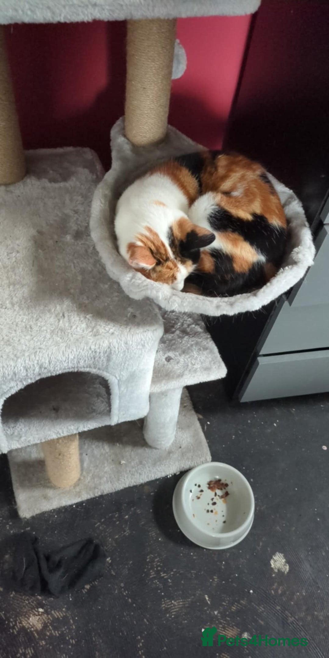 Domestic Shorthair cats for sale: Looking to re-home my nearly 5 year old female cat - Image 2