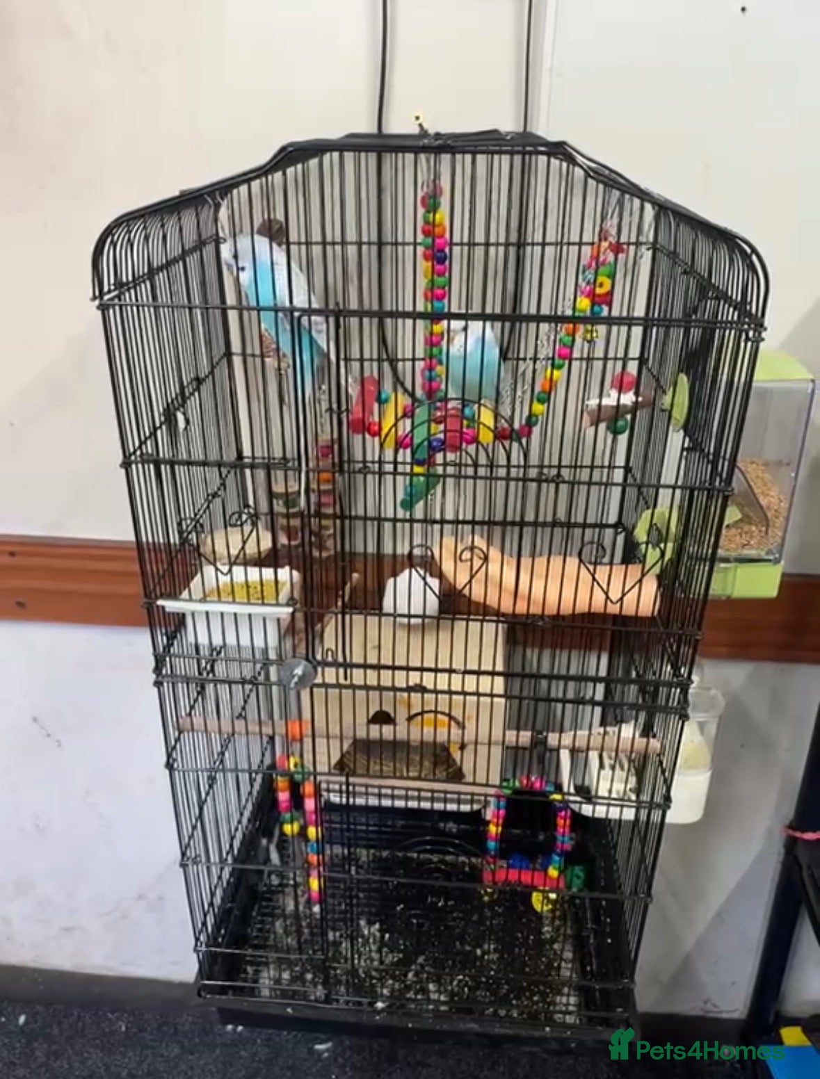 Budgerigars birds Two beautiful budgies  - Advert 4