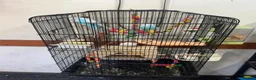 Budgerigars birds for sale: Two beautiful budgies  in Hull - Advert 1