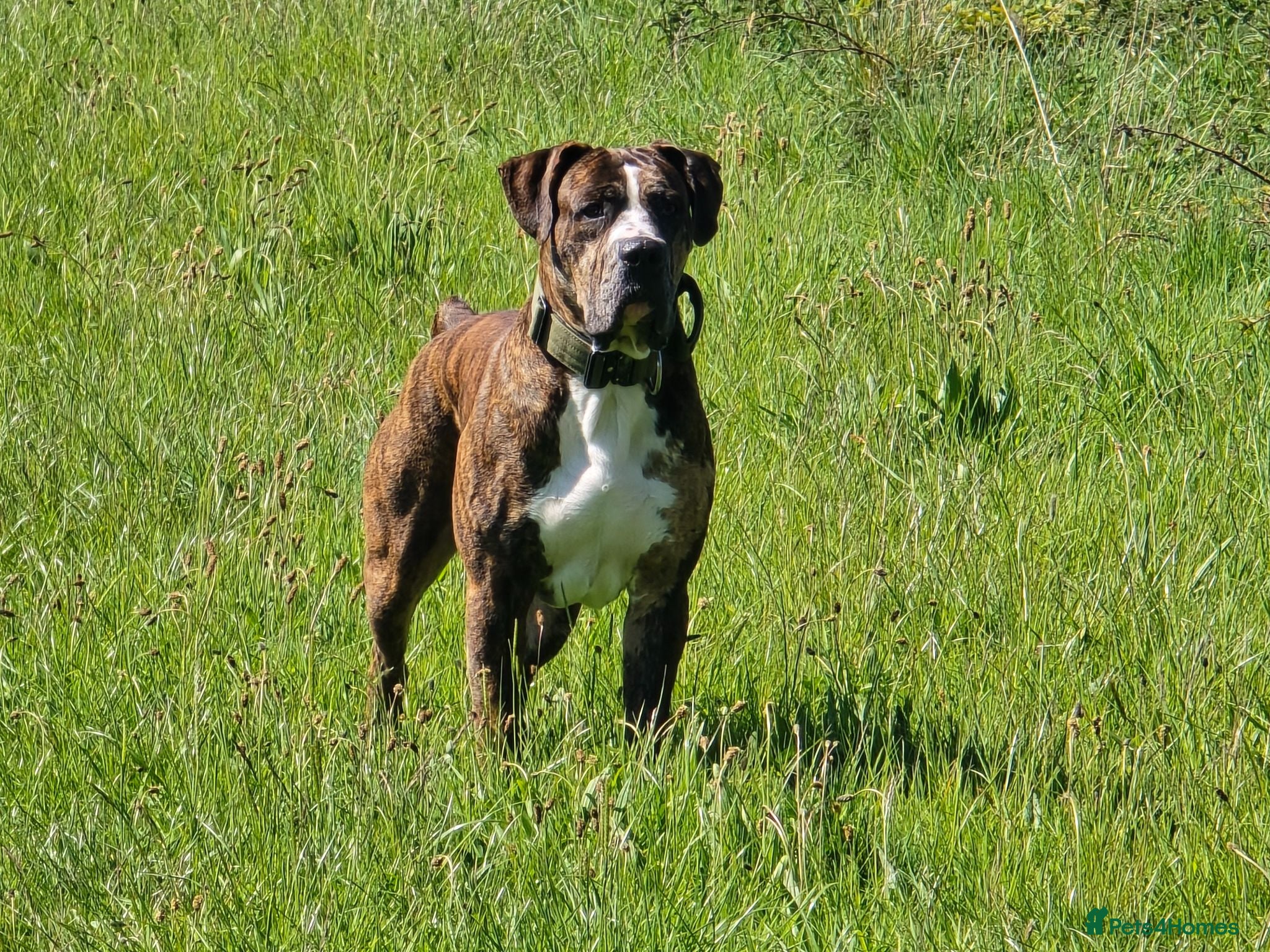 Mixed Breed dogs Cane corso x alpha blue blood american bulldog - Advert 1