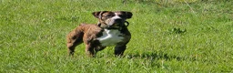 Mixed Breed dogs for stud: Cane corso x alpha blue blood american bulldog - Advert 1