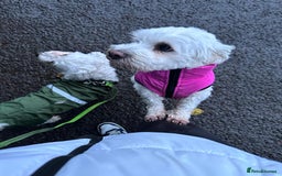 Bichon Frise dogs for sale: Bichon Maltese  - Image 2