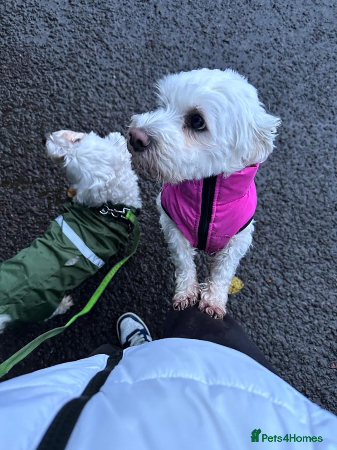 Bichon Frise dogs for sale: Bichon Maltese  - Image 2