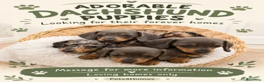 Miniature Dachshund 3