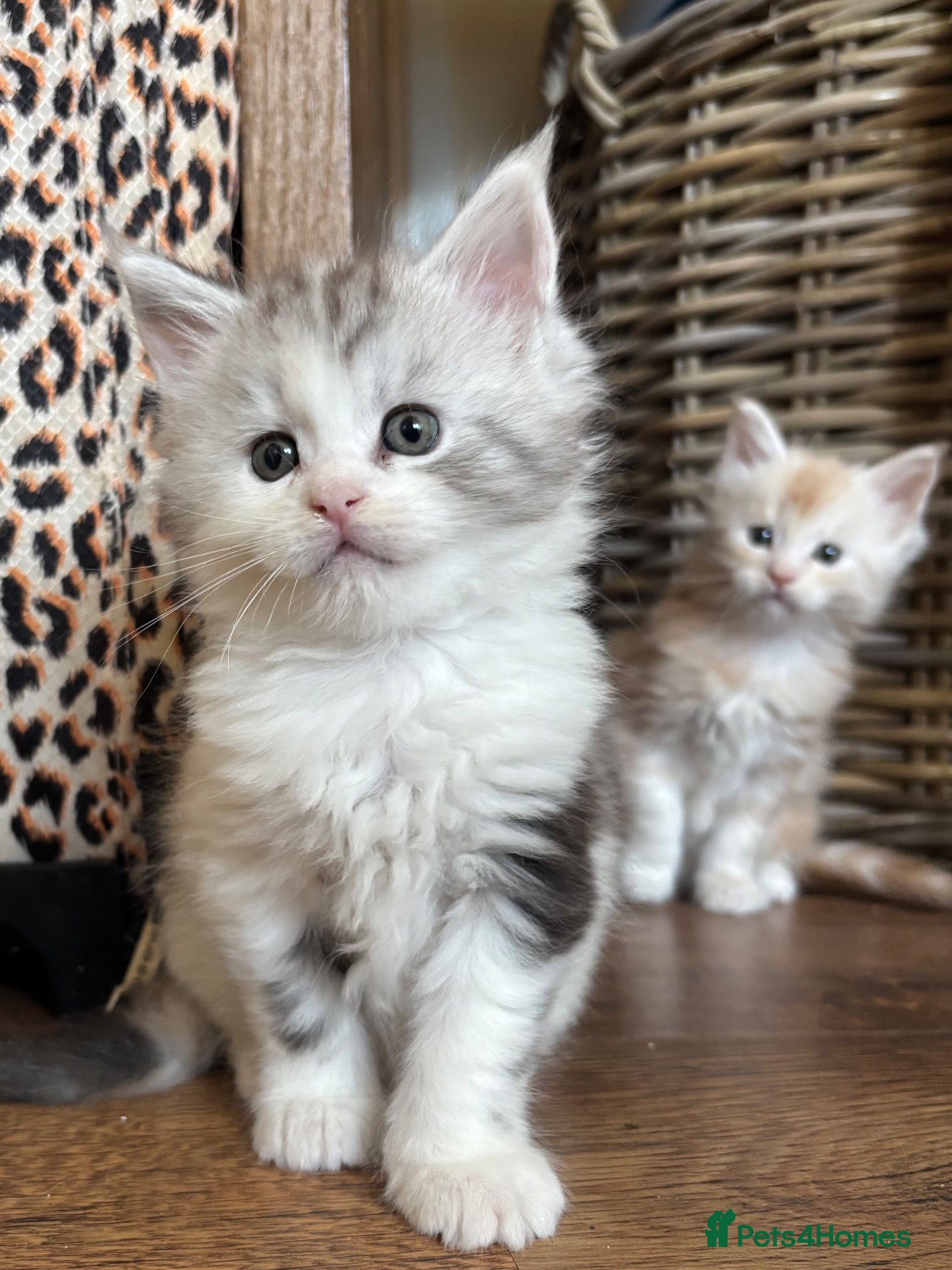 Maine Coon cats Stunning litter of Maine coon babies!  - Advert 1