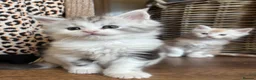 Maine Coon cats for sale: Stunning litter of Maine coon babies!  - Advert 16