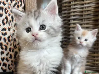 Maine Coon cats Stunning litter of Maine coon babies! - Advert 1