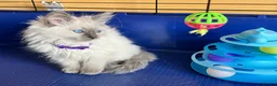Ragdoll cats for sale: GCCF Ragdoll 🏆Champion Bloodline🌟5-Gen Pedigrees - Advert 40