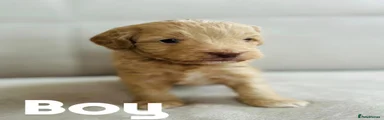 Cockapoo 4