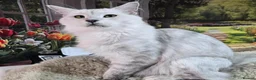 Maine Coon cats for sale: Silver shaded princess  - Advert 4