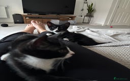 Domestic Shorthair cats for sale: Two adorable brothers looking for a loving home - Image 2