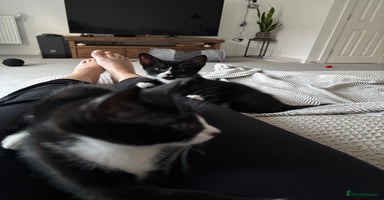 Domestic Shorthair cats - Advert 4