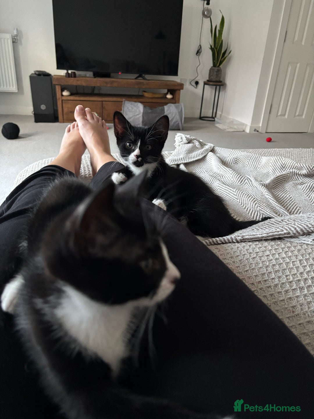 Domestic Shorthair cats for sale: Two adorable brothers looking for a loving home - Image 2