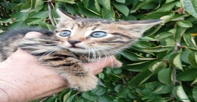 Mixed Breed cats - Advert 5