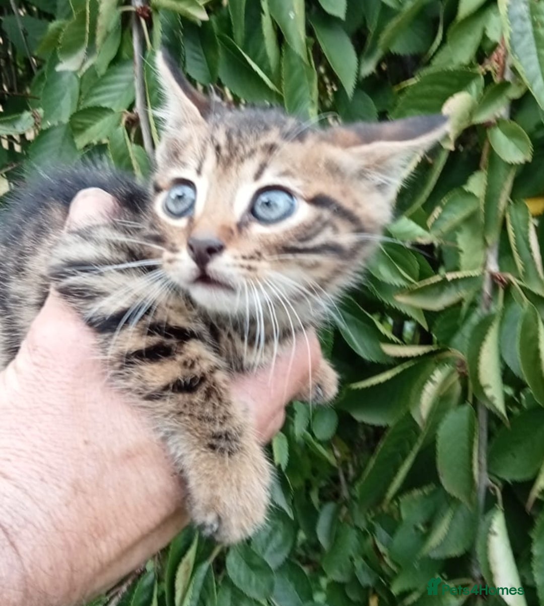Mixed Breed cats for sale: 3/4 Bengal Kittens  - Image 2