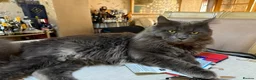 Maine Coon cats for sale: PURE BREED MAINE COON KITTENS - Advert 4