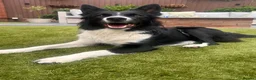 Mixed Breed dogs for sale: Boarder Collie - Belgian Malinnois Puppy for Sale in Birmingham - Advert 7