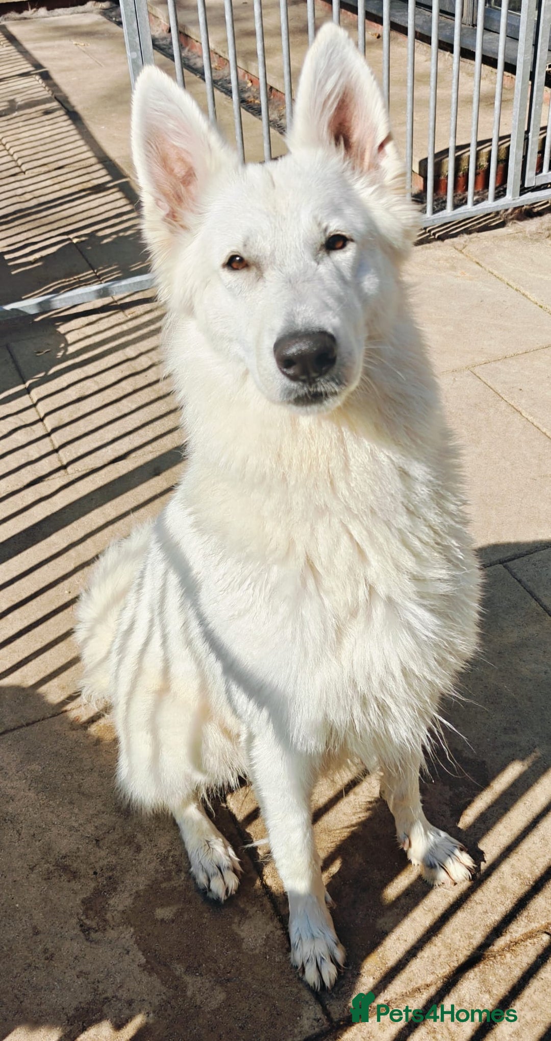 White Swiss Shepherd dogs for sale: Stunning female - Advert 3