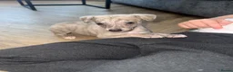 Whippet dogs for sale: 2 Stunning KC registered boys left - Advert 4