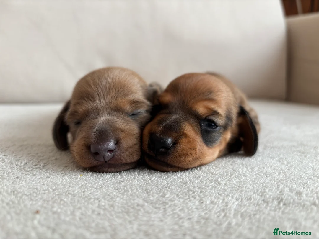 Miniature Dachshund dogs for sale: Miniature dachshund puppies  - Advert 15