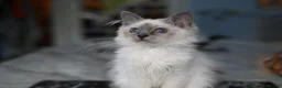 Birman cats for sale: GCCF Blue Point Birman girl (Only 1 Girl Left) - Advert 5