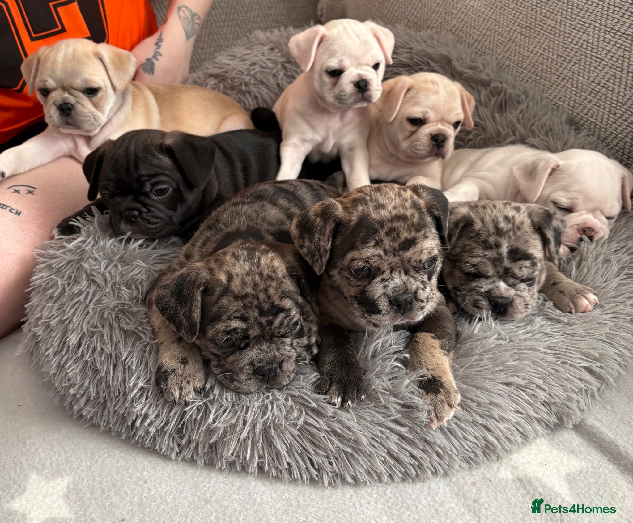 Frug dogs 🐶 Pug/French bulldog puppies 🐶 Rare markings - Advert 1