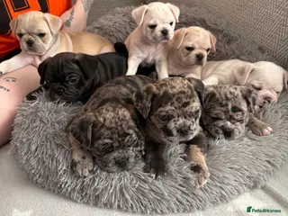Frug dogs 🐶 Pug/French bulldog puppies 🐶 Rare markings - Advert 10