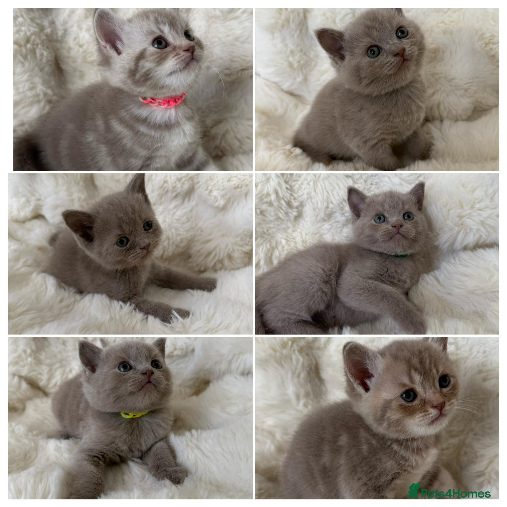 British Shorthair cats Beautiful British kittens Available 🐾🐾❤️ - Advert 9