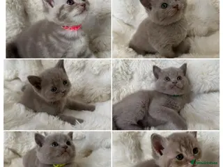 British Shorthair cats Beautiful British kittens Available 🐾🐾❤️ - Advert 9