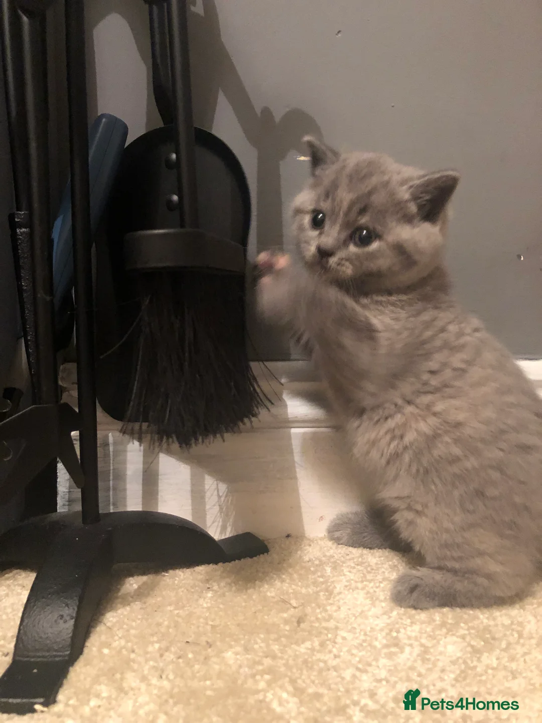 British Shorthair cats for stud: Stud only, Stunning Bsh Cream stud  in Cardiff - Advert 2