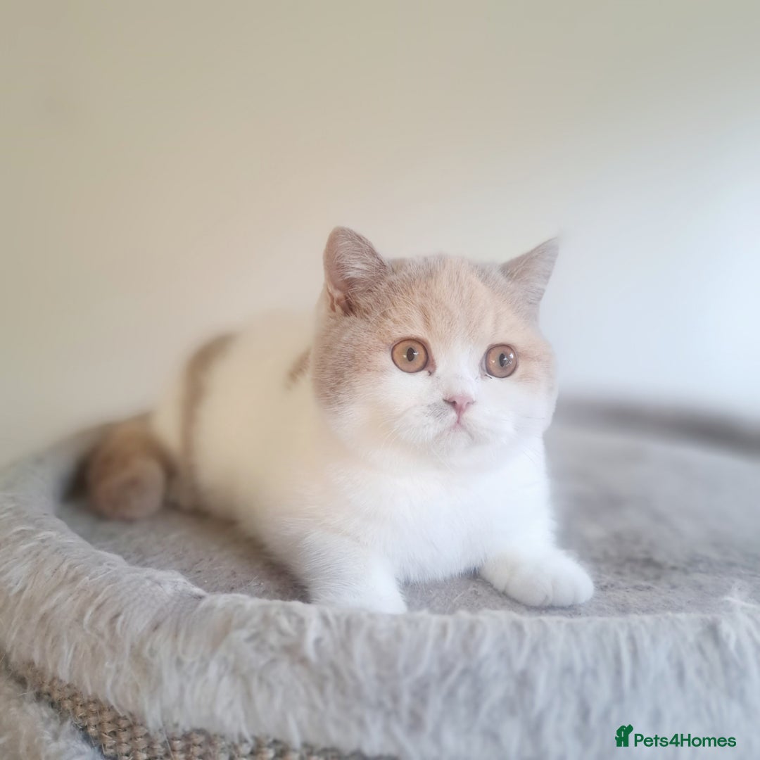 British Shorthair cats for sale: British Shorthair Fawn Tortie & White Female - Advert 10