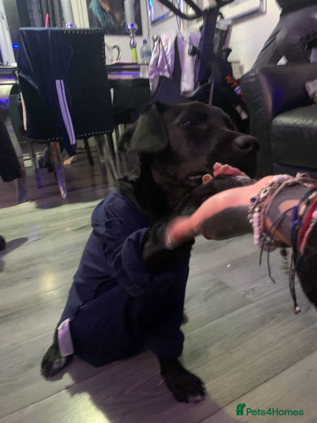 Mixed Breed dogs for sale: Beautiful mastiff x lab - Image 2