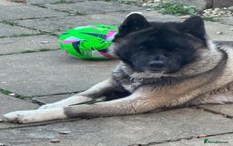 Akita dogs for sale: 4 year old Akita  - Image 6