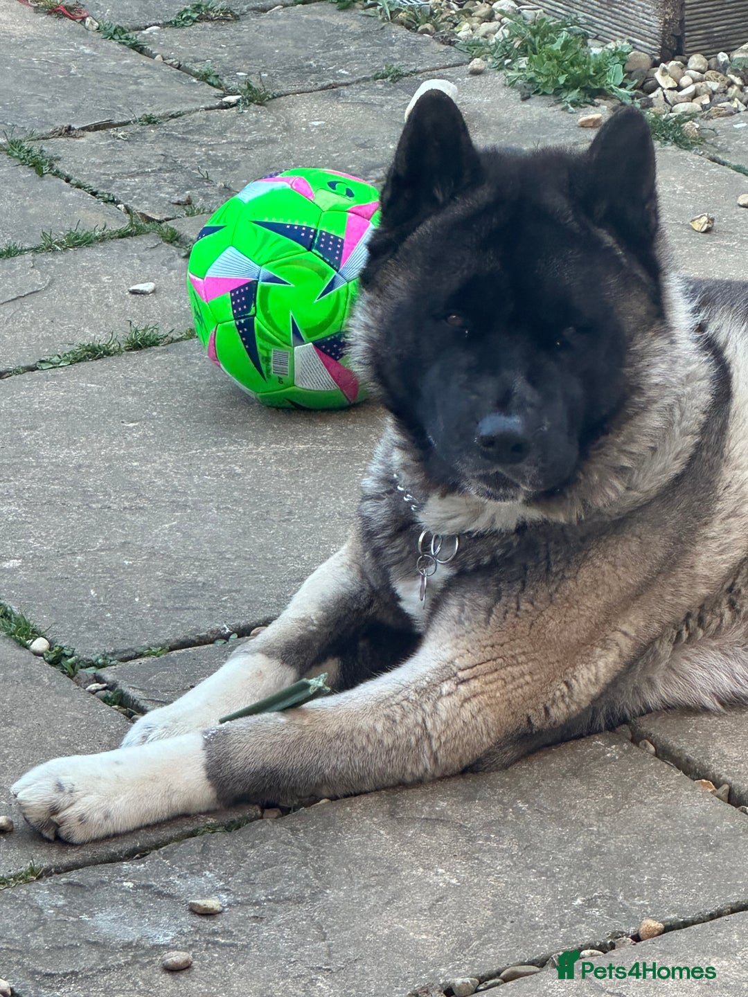 Akita dogs for sale: 4 year old Akita  - Image 6
