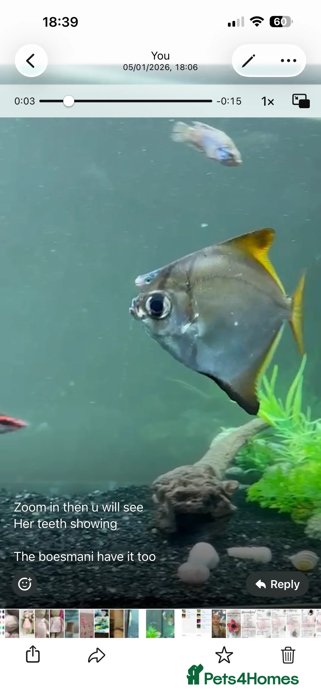 Angelfish fish for sale: 2 LARGE MONO ANGELS in London - Advert 1