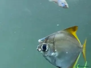 Angelfish fish 2 LARGE MONO ANGELS in London - Advert 8