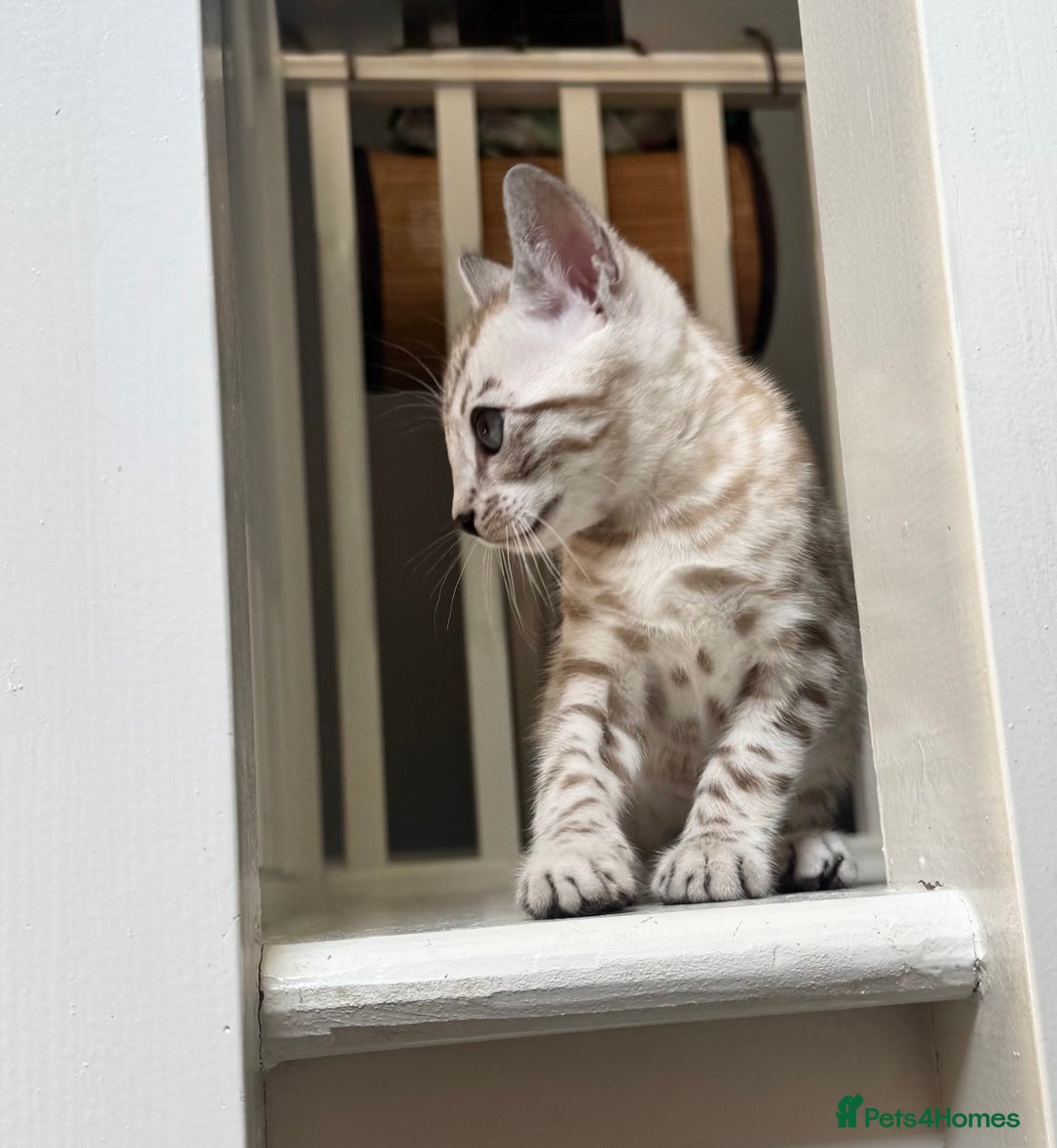 Bengal cats for sale: 🔥🏆OUTSTANDING SHOW BENGALS… READY 26th AUGUST💯 - Image 11