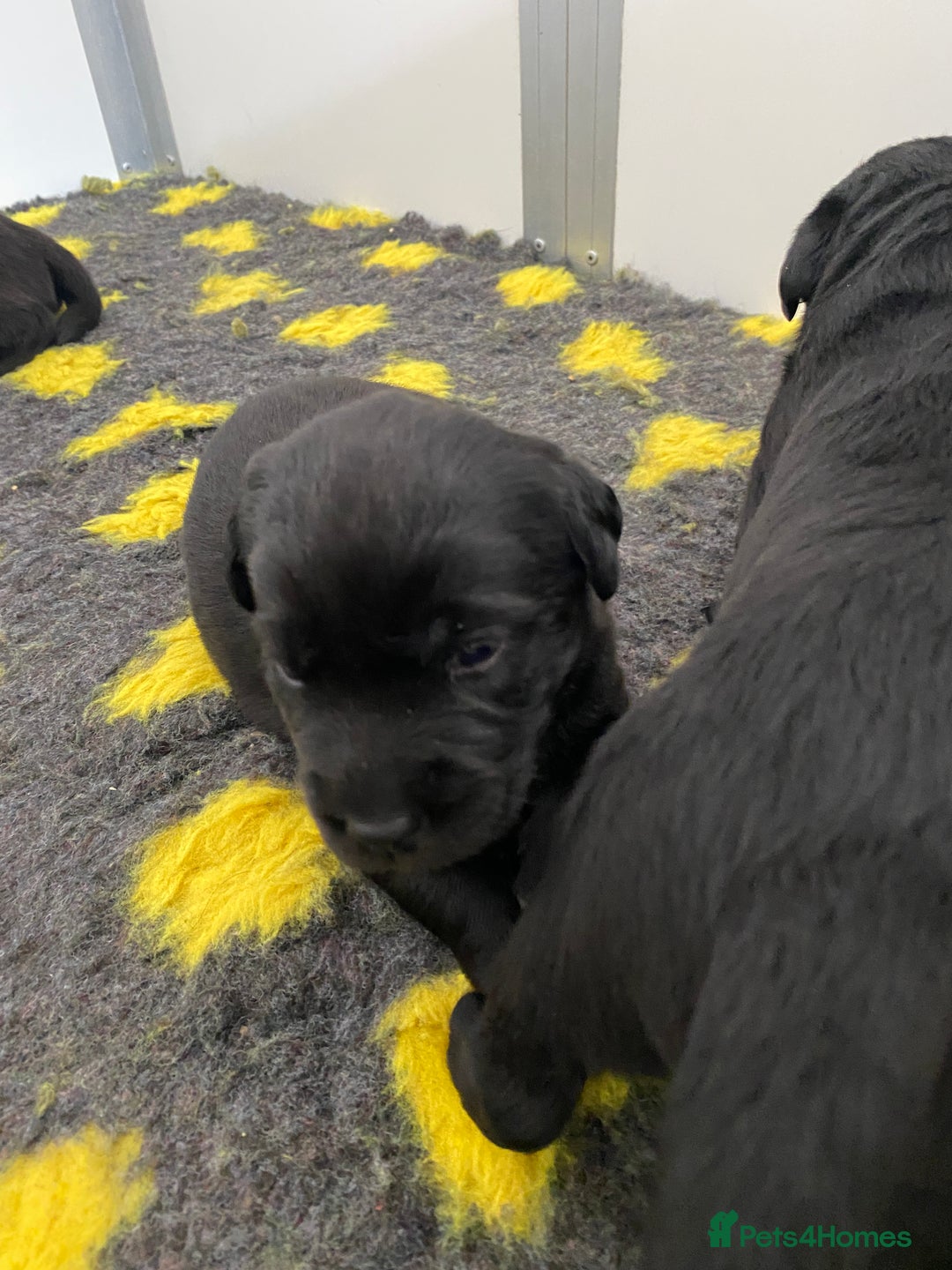 Labrador Retriever dogs for sale: Black Labrador puppies  - Image 7