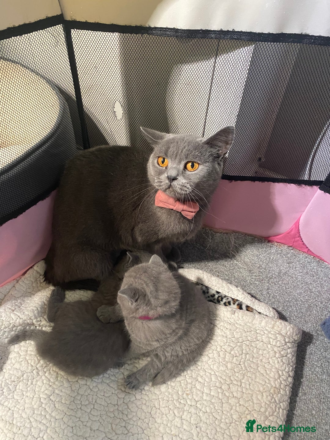 British Shorthair cats for sale: Stunning British Short Hair kitten GCCF/TICA - Image 21