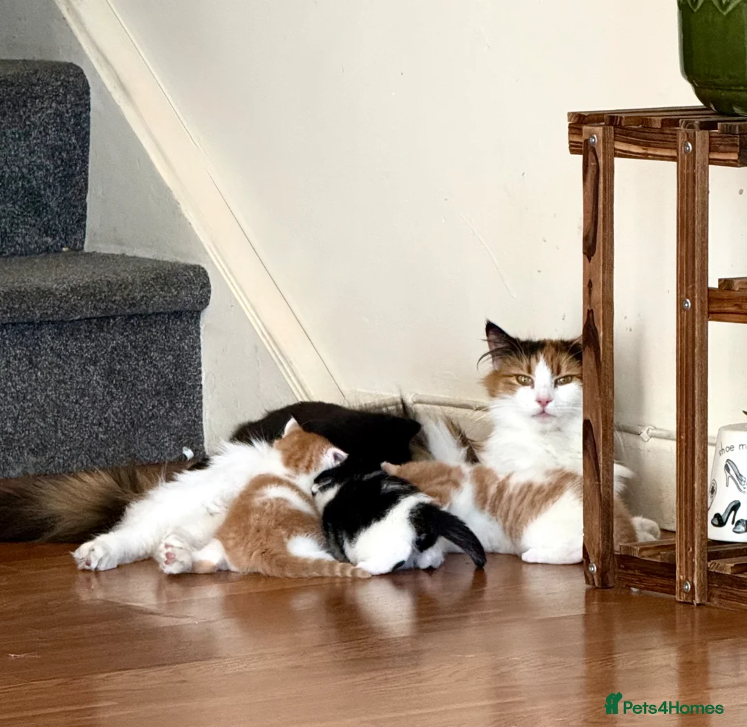 Mixed Breed cats for sale:     Sweet Kittens – Litter Trained & Playful - Advert 1