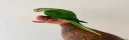 Parrots birds for sale: Hand Reared Alexandrine for sale  - Advert 5
