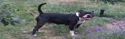 Staffordshire Bull Terrier dogs for sale: Beautiful Long-legged Staffy Puppies  in Dartford - Advert 27