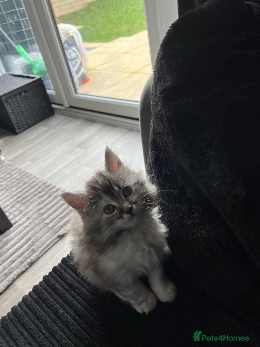 Maine Coon cats for sale: Half Maine coon kitten - Advert 4