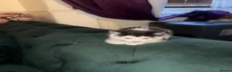British Shorthair cats for sale: Adorable Black & White Kittens - Advert 8