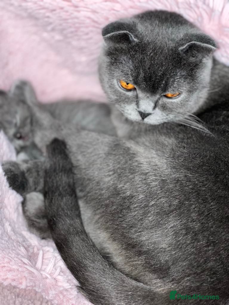 Scottish Fold cats for sale: •	Charming Scottish Fold Kittens Available  - Advert 1