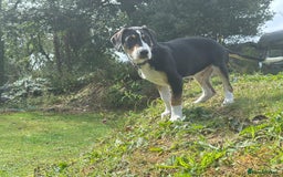 Mixed Breed dogs for sale: Collie x Lurcher Springer - Image 1