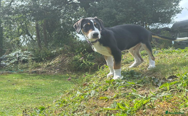 Mixed Breed dogs - Advert 2